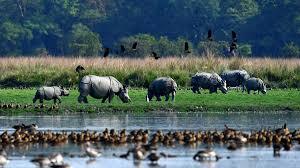 Kaziranga National Park