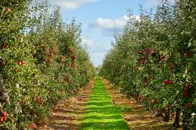 Apple Orchards