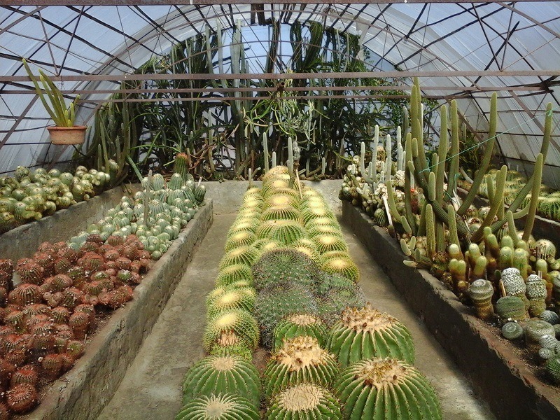 . Cactus Nursery – A Paradise for Nature Lovers

                                    