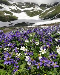 Himalayan Flora – Alpine Plant Species