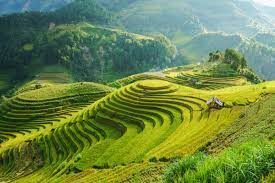 Nagaland Terrace Farming Landscape