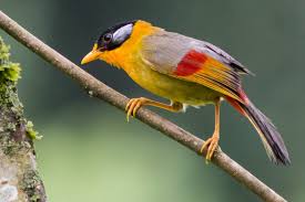 Birdwatching in Namdapha National Park