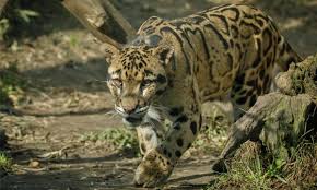 Wildlife Spotting & Safaris
                    