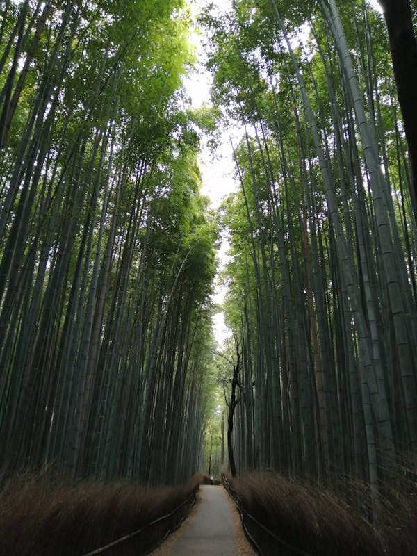 Visit Arashiyama Bamboo Grove. - Image 1